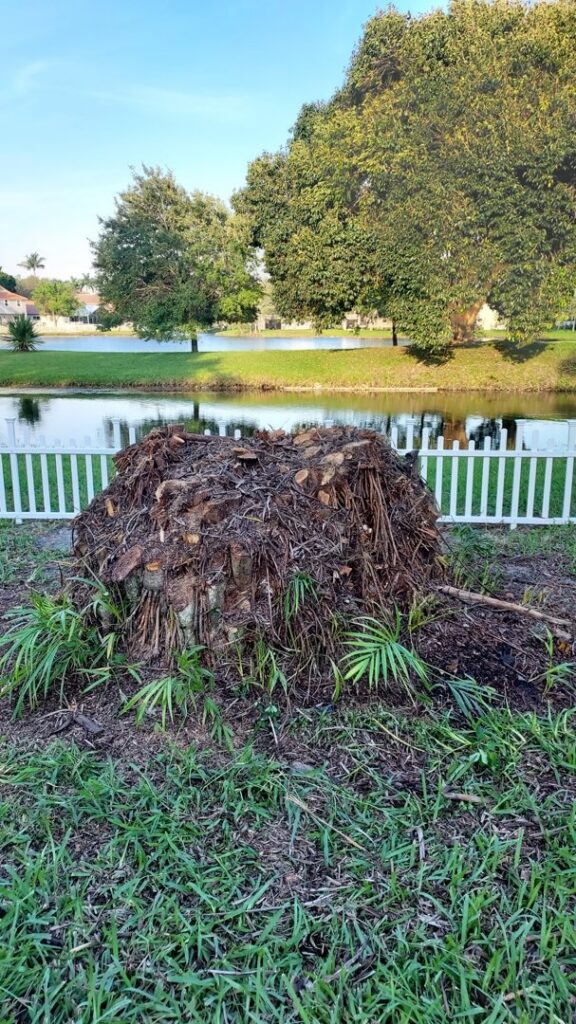 A large tree stump with surrounding debris, indicating recent tree removal by Florida Tree Cutters in Fort Lauderdale, FL