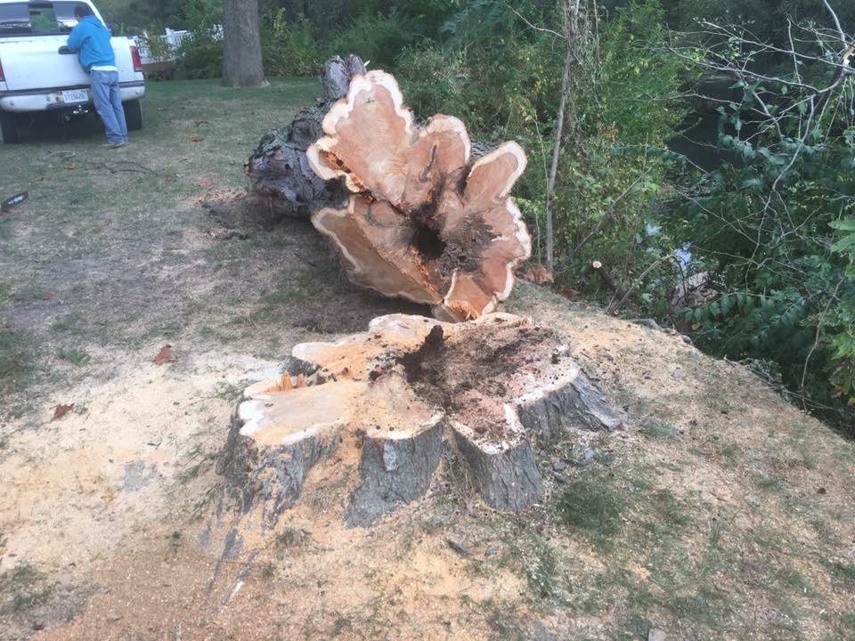 A large tree stump and wood chips on the ground, indicating stump grinding services by Butler's Tree Service in Point of Rocks, MD.