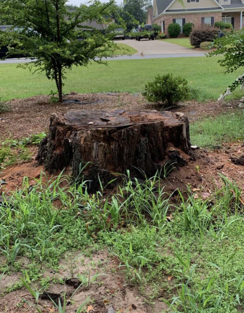 A large tree stump remaining in a residential yard after tree removal, ready for stump grinding by D&M Tree and Land Services in Macon, GA.