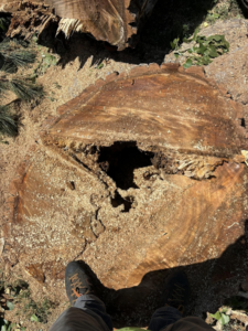 A large tree stump with a central cavity after removal by Ace Tree Service in Denver, CO.