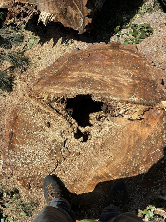 A large tree stump with a central cavity after removal by Ace Tree Service in Denver, CO.