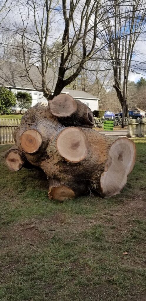 A large tree stump after removal by American Tree Service, Inc. in Coventry, RI.