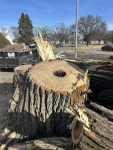 A large tree stump with a hollow center after removal by Kahlo's Tree Service in Stanton, NE.