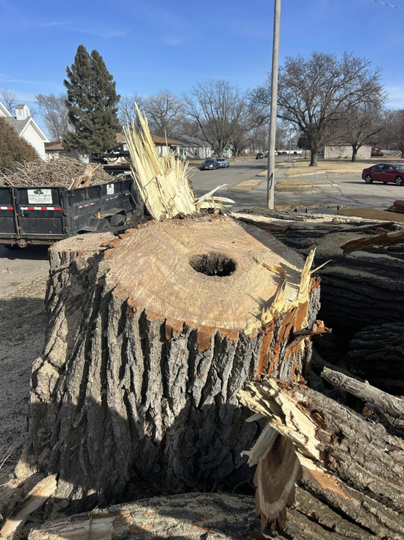 A large tree stump with a hollow center after removal by Kahlo's Tree Service in Stanton, NE.