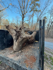 A large tree stump loaded onto a truck for removal by Nooga Junk in Chattanooga, TN.