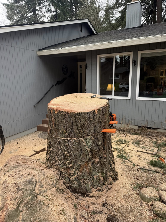 A large tree stump after removal, with wood chips on the ground, showcasing work by Reyes Tree Service LLC in Vancouver, WA.