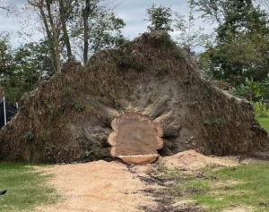 A large tree stump with its root ball removed and fresh sawdust on the ground by Patriot Stump & Land in Montgomery, AL.