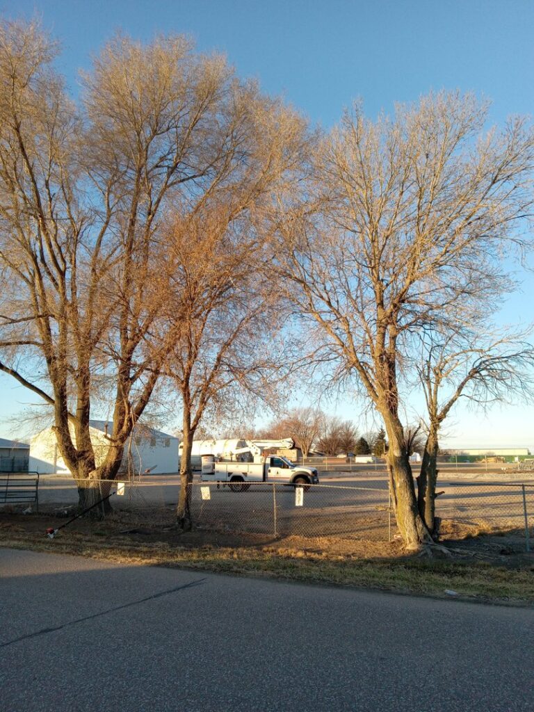 A large tree stump in a residential yard, ready for stump grinding by Grand Island Tree Service in Grand Island, NE.