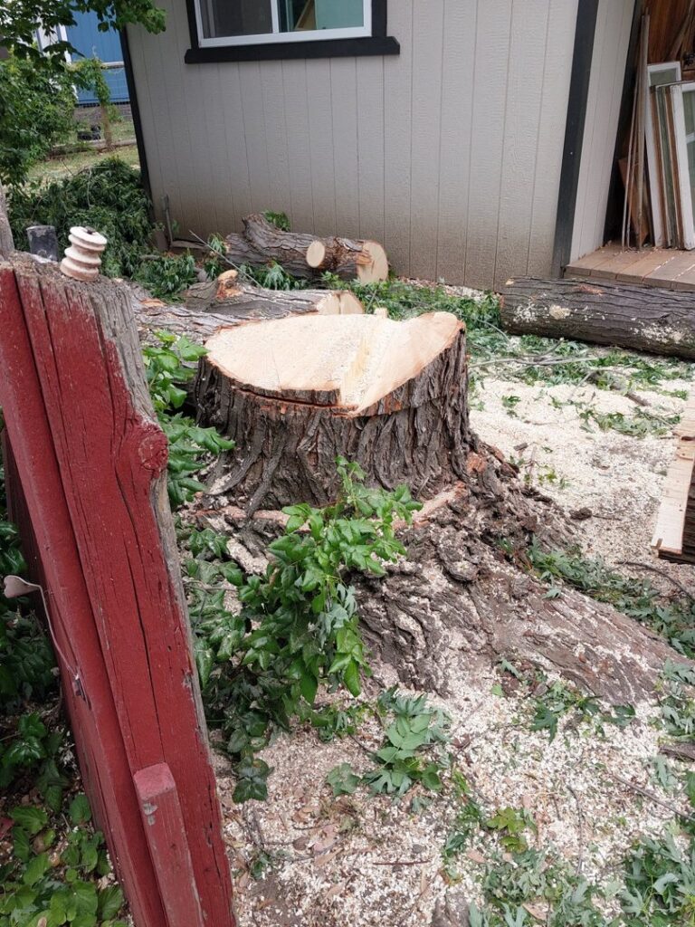 A large tree stump with sawdust and debris, showing recent tree removal by TW Tree Service in Lewiston, ID.