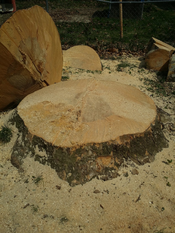 A large tree stump with sawdust after a tree removal service by WoodChuck Tree Service in Rochester, NY.