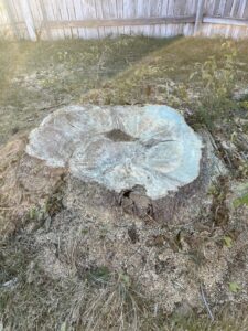 A large tree stump with sawdust around it, indicating recent tree removal by Golden Tree Service in Provo, UT.