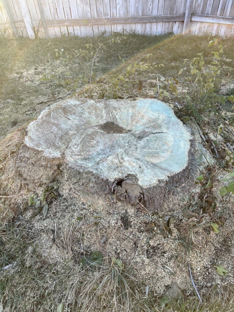 A large tree stump with sawdust around it, indicating recent tree removal by Golden Tree Service in Provo, UT.
