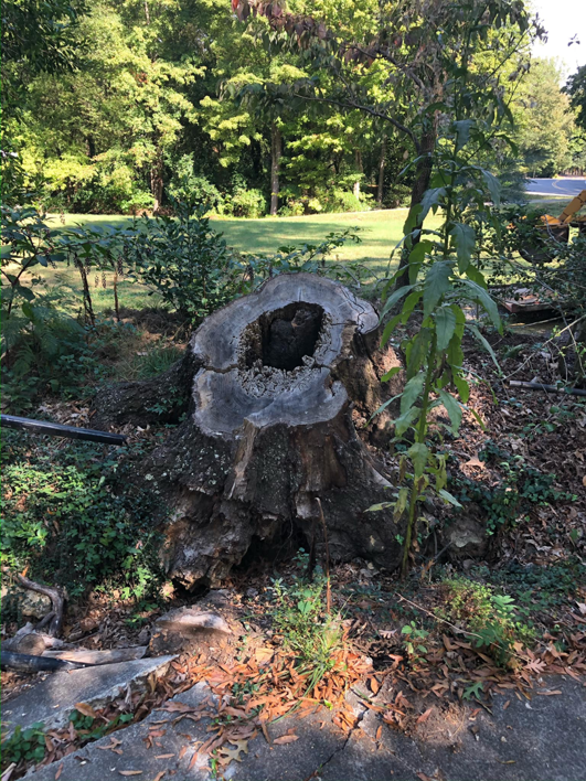 A large, hollow tree stump ready for removal or grinding by Skidmore's Tree Service in Winston-Salem, NC.