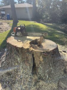 A large tree stump with a Stihl chainsaw resting on top, indicating recent tree removal by KIRI TREE service in Austin, TX.