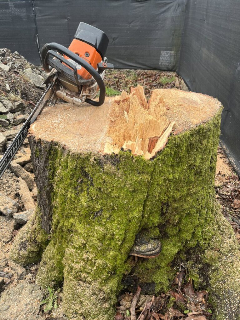 A large tree stump with a chainsaw resting on it, indicating recent tree removal by Sound Tree Care LLC in Seattle, WA.