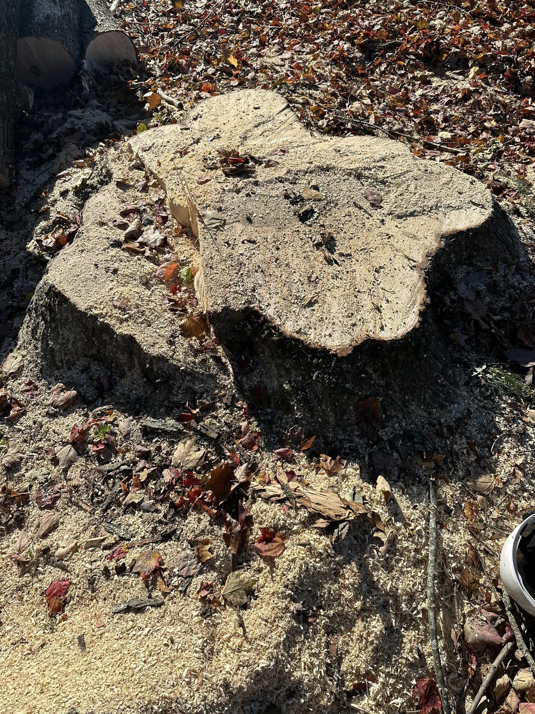 A large tree stump covered in sawdust after a tree removal service by Double E Tree Service in South Bend, IN.