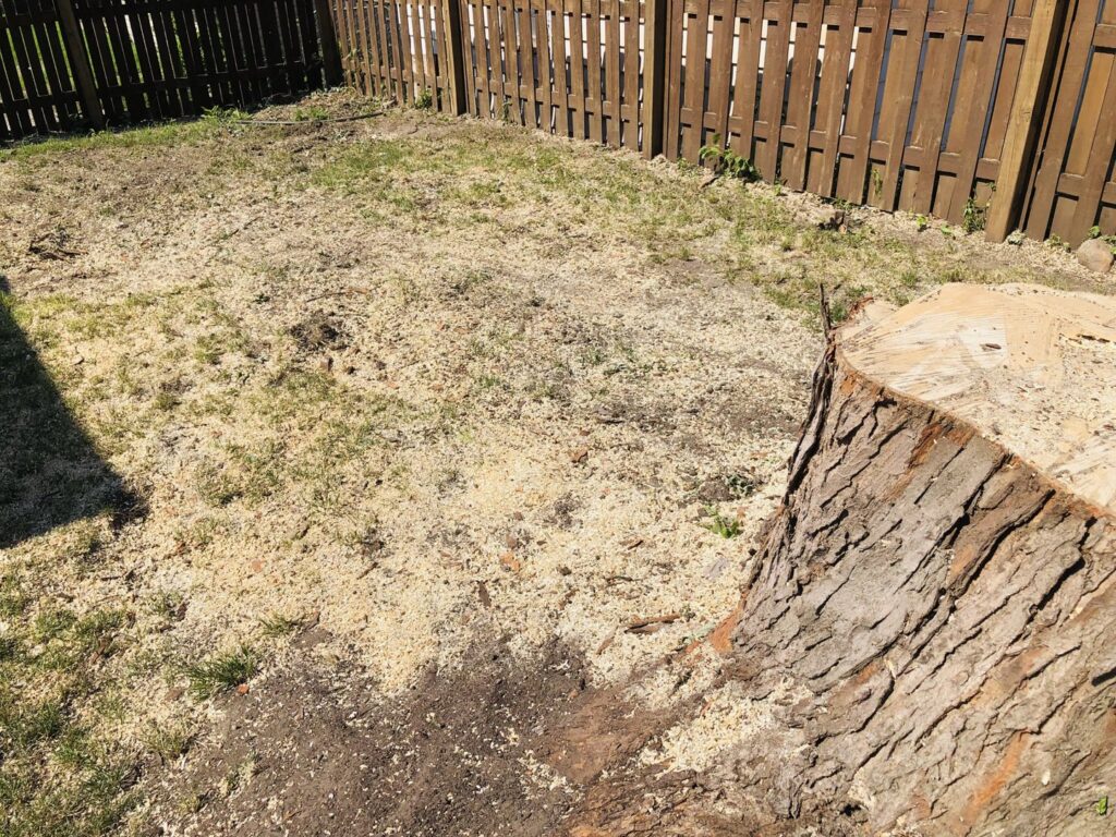 A large tree stump with wood chips scattered around it, indicating recent tree removal by Griffis Tree and Lawn in Council Bluffs, IA.