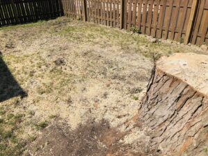 A large tree stump with wood chips scattered around it, indicating recent tree removal by Griffis Tree and Lawn in Council Bluffs, IA.
