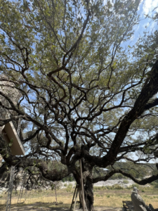 A large, mature tree with structural supports and ladders, indicating tree care or preparation by Manuel's Tree Service in San Antonio, TX