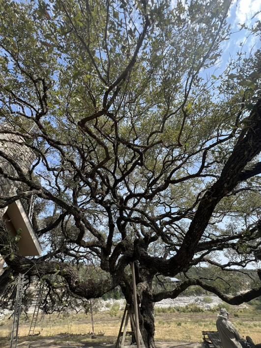 A large, mature tree with structural supports and ladders, indicating tree care or preparation by Manuel's Tree Service in San Antonio, TX