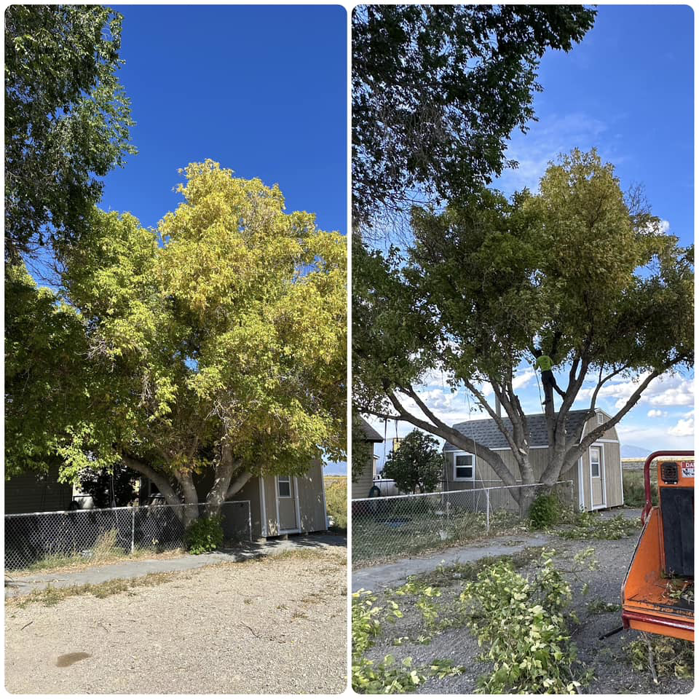 Before and after view of a large tree trimming service by Whipple Tree Service in Mesquite, NV, with a worker in the tree.