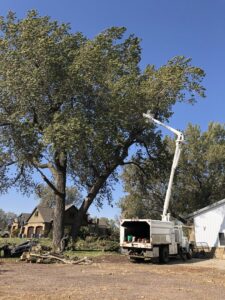 A large tree being trimmed with a bucket truck, showing debris on the ground from Toben Tree Service in Yankton, SD.