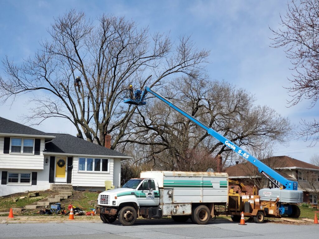 A large tree being trimmed and removed by a crew with a bucket lift and climber from Morgan Brothers Tree Care Solutions in Birdsboro, PA