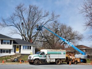 A large tree being trimmed and removed by a crew with a bucket lift and climber from Morgan Brothers Tree Care Solutions in Birdsboro, PA