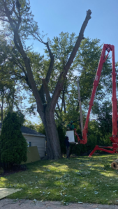 A tree service worker in a bucket lift performing large tree trimming and removal for KD Tree Service Charleston, SC.