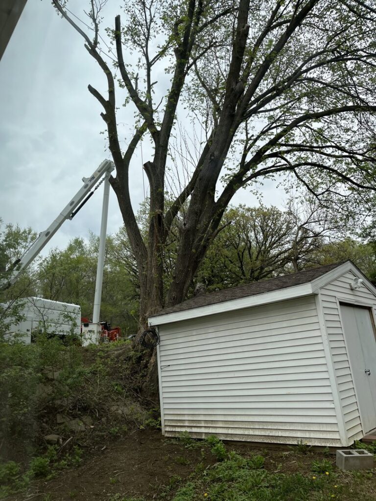 A large tree being trimmed near a shed with a bucket truck from Jeff's Tree Service on site in Sioux City, IA.