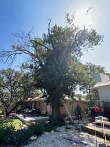 A large tree being trimmed with a ladder and equipment on the ground by Handyman 210 Tree Service in San Antonio, TX.