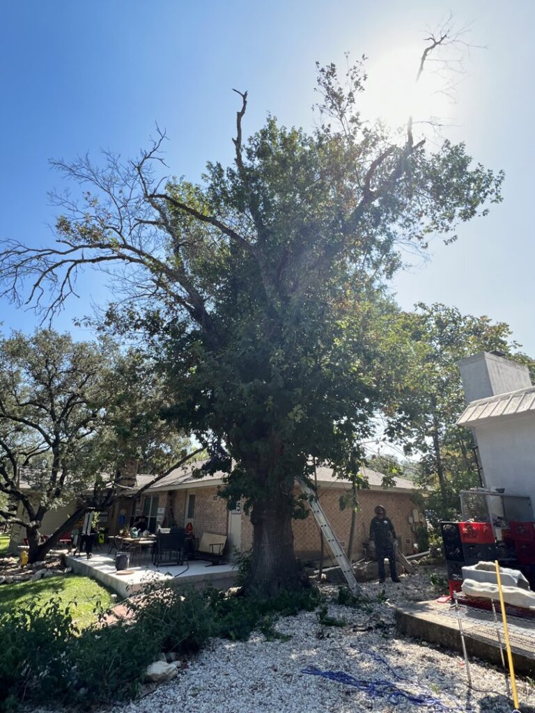 A large tree being trimmed with a ladder and equipment on the ground by Handyman 210 Tree Service in San Antonio, TX.