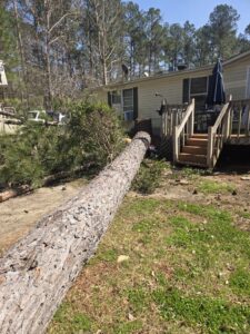 A large tree trunk lying on the ground next to a house, indicating a recent tree removal service by D&M Tree and Land Services in Macon, GA.