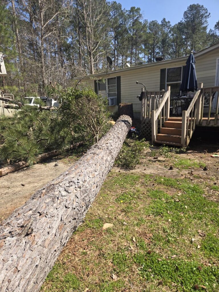 A large tree trunk lying on the ground next to a house, indicating a recent tree removal service by D&M Tree and Land Services in Macon, GA.