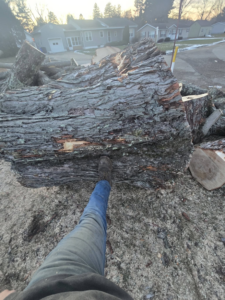 A large tree trunk lying on the ground after removal, with wood chips, by Green works tree service in Columbus, OH.