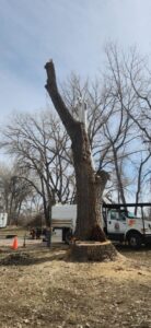 A large tree trunk after professional removal, with sawdust at the base, by Riverdale Tree Services in Northglenn, CO.