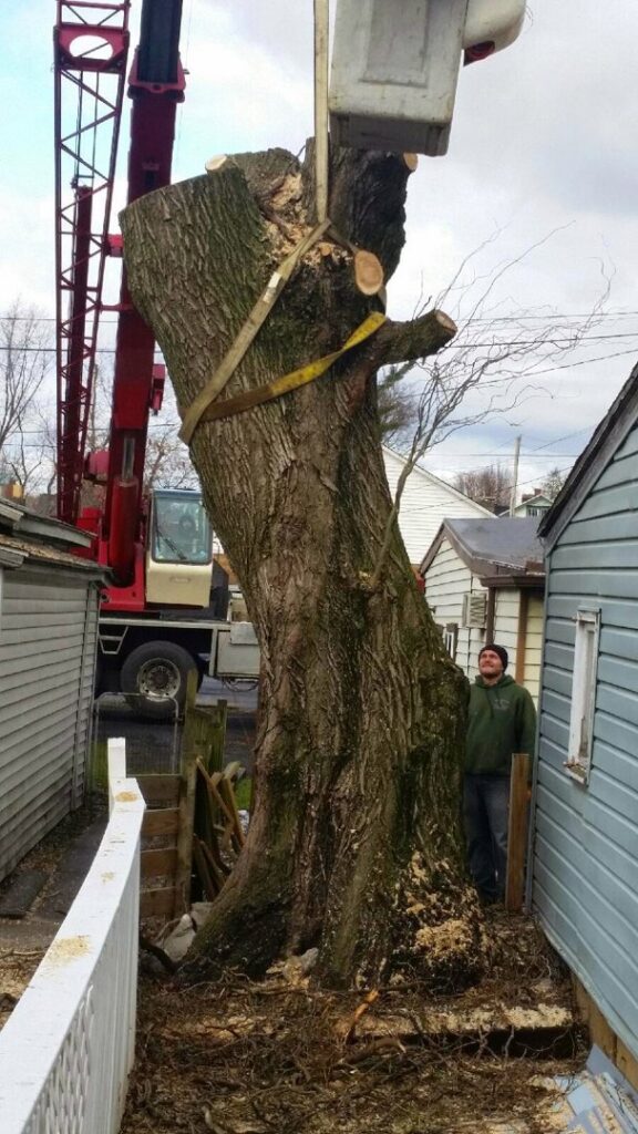 A large tree trunk being lifted by a crane during a tree removal project by Douglas Tree & Property Service in Lancaster, PA.