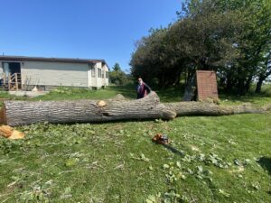 A large tree trunk lying on the ground with a chainsaw nearby, indicating recent tree felling by Woodchopper's Tree Service in Lennon, MI.