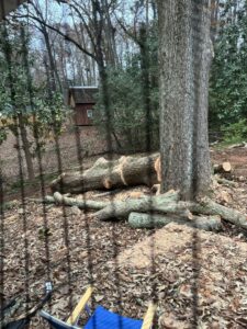 A large tree trunk and cut branches on the ground after service by Elegant Tree Service in Atlanta, GA.