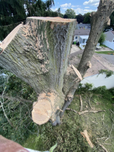 A large tree trunk after being cut, surrounded by branches and sawdust, by Triple T tree service in Houston, TX.
