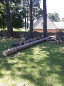 A large tree trunk and smaller logs on the ground after a tree removal service by TW's Tree Service in Memphis, TN.