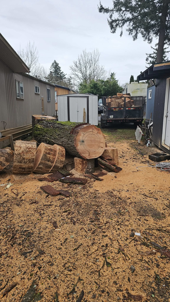 A large tree trunk cut into manageable sections with sawdust on the ground, showing tree removal work by Can Do Andrew in Gresham, OR.
