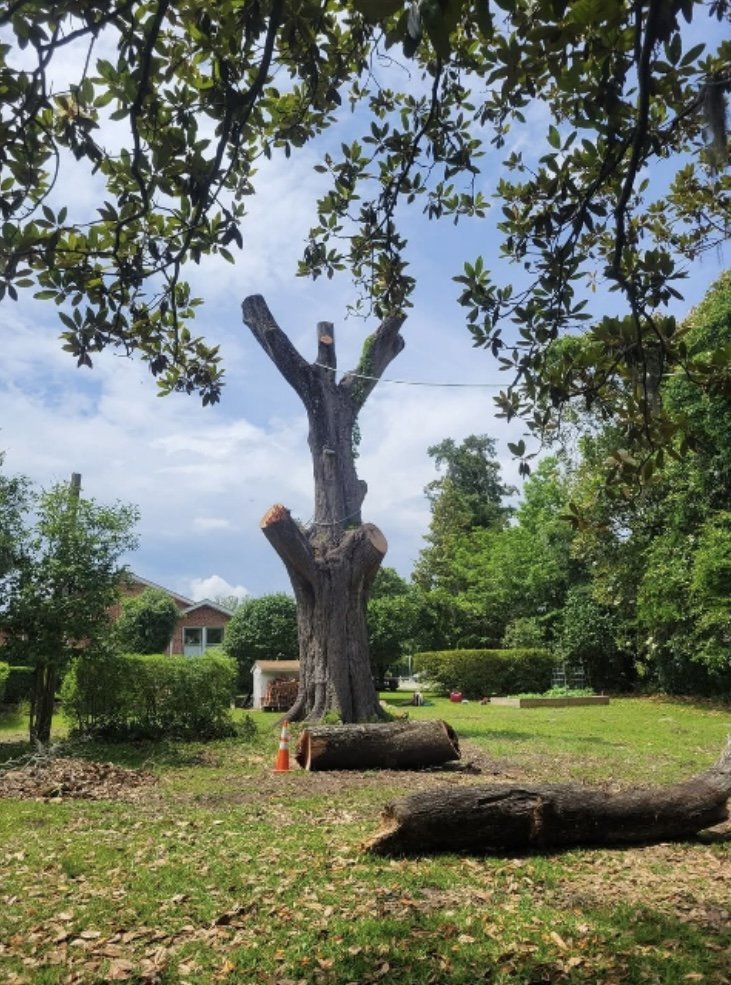 A large tree trunk after heavy pruning or partial removal, with cut logs on the ground, by TREE Masters Expert Tree Care in Wilmington, NC.