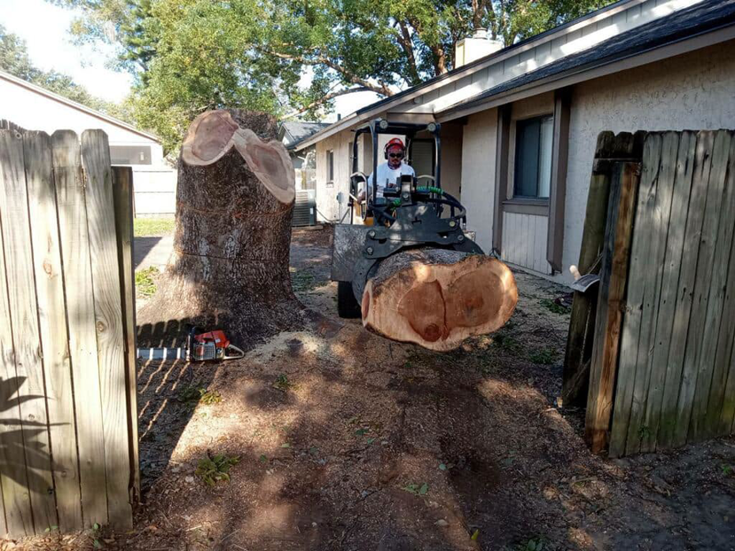 A large tree trunk section being removed by YardFellas Tree Services using a mini skid steer in Casselberry, FL.