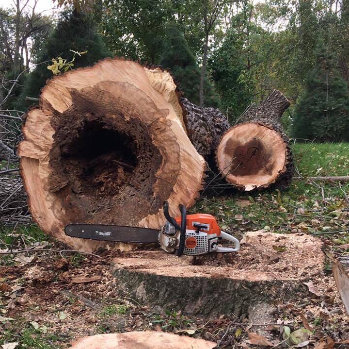 Large hollowed-out tree trunk sections and a chainsaw on the ground after removal by Butler's Tree Service in Point of Rocks, MD.