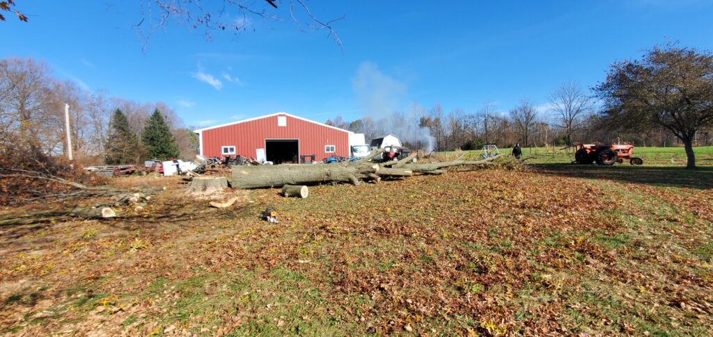 Large tree trunks cut down and lying in a field with a chainsaw nearby, showing tree removal by Canter Tree & Stump Solutions in Indianapolis, IN.