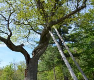 A large tree with two cut logs leaning against it, indicating recent tree removal work by Pittsburgh Tree Trimming & Removal Service in Pittsburgh, PA.