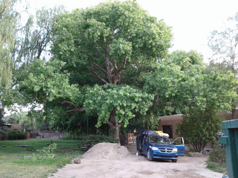 A large tree in a residential yard with a pile of wood debris, indicating tree service work by Flygirl Trees in Albuquerque, NM.