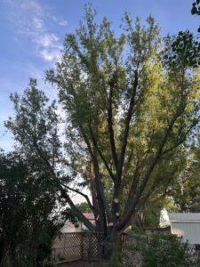 A large tree with numerous branches showing fresh cuts from recent trimming work by Tree Keepers LLC in Littleton, CO.