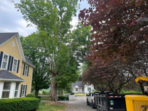 A large tree next to a residential home with a tree service truck and debris trailer from 865 Tree Care in Knoxville, TN.